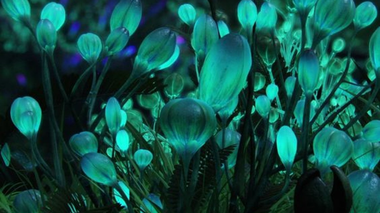 Биолюминесцентные водоросли